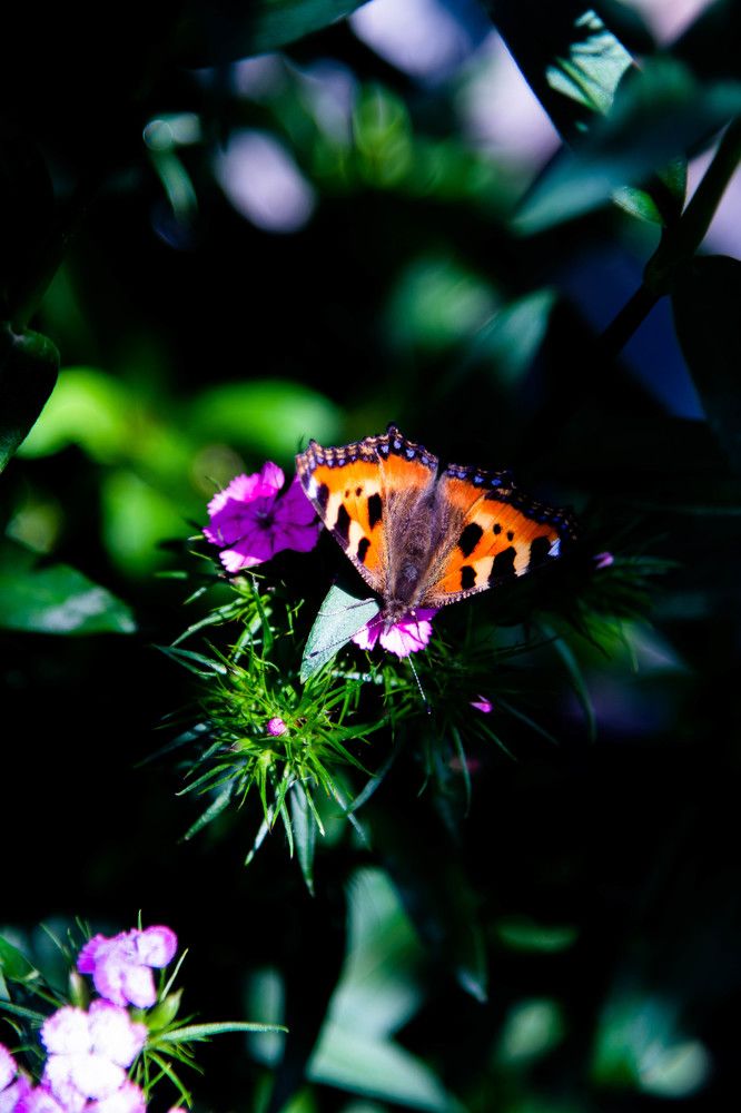 Photograph by Василина