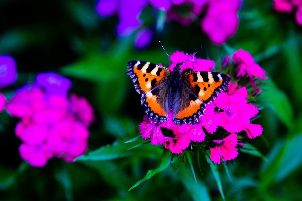 Photograph by Василина