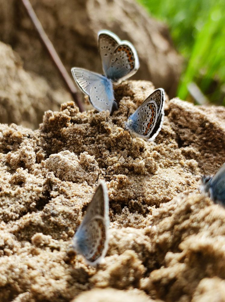 Фотография автора Ирина Линина
