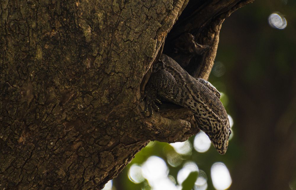 Photograph by Mohammad Ridwanur Rahman