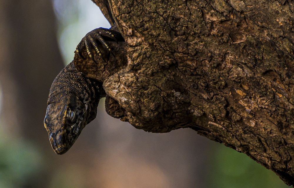 Photograph by Mohammad Ridwanur Rahman