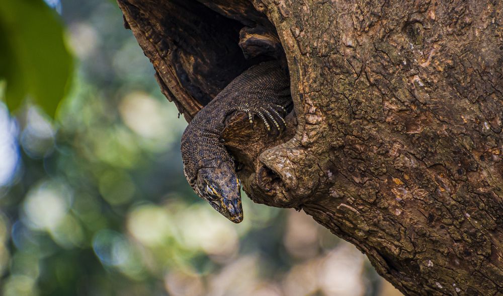 Photograph by Mohammad Ridwanur Rahman