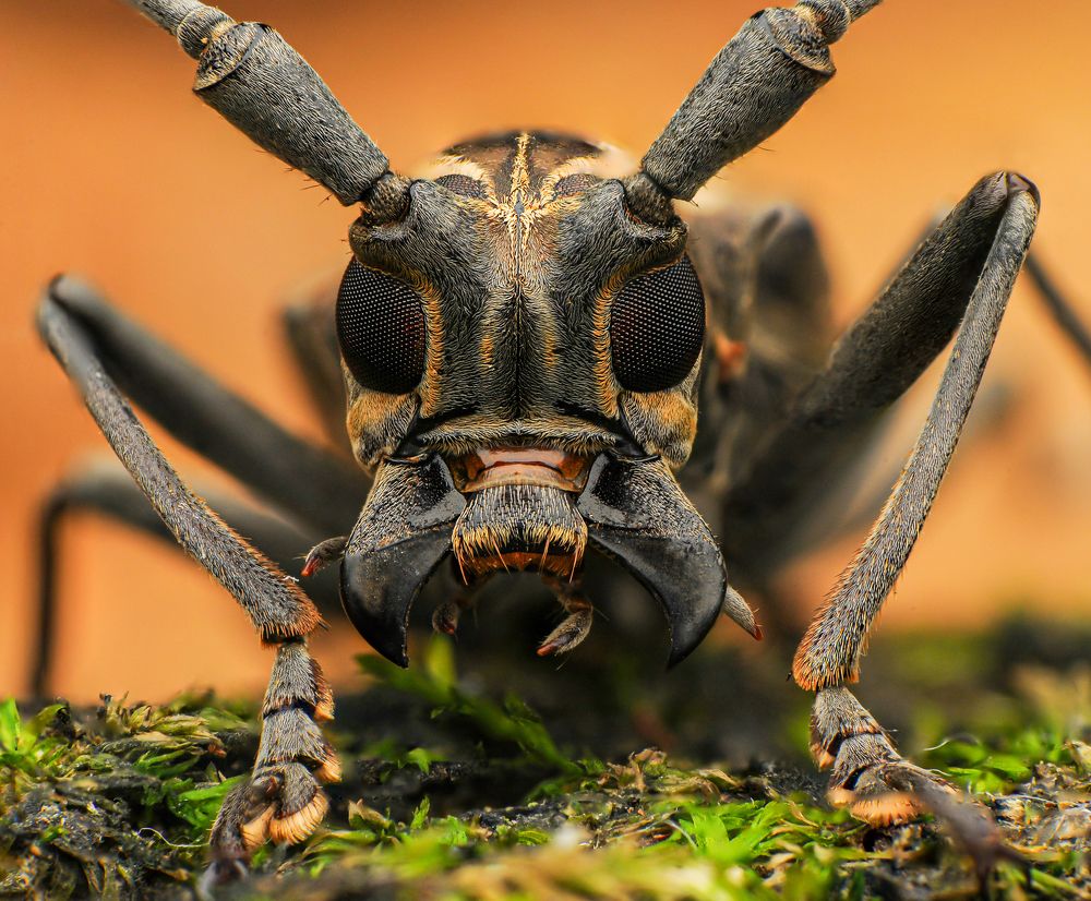 Flat-faced longhorn beetle