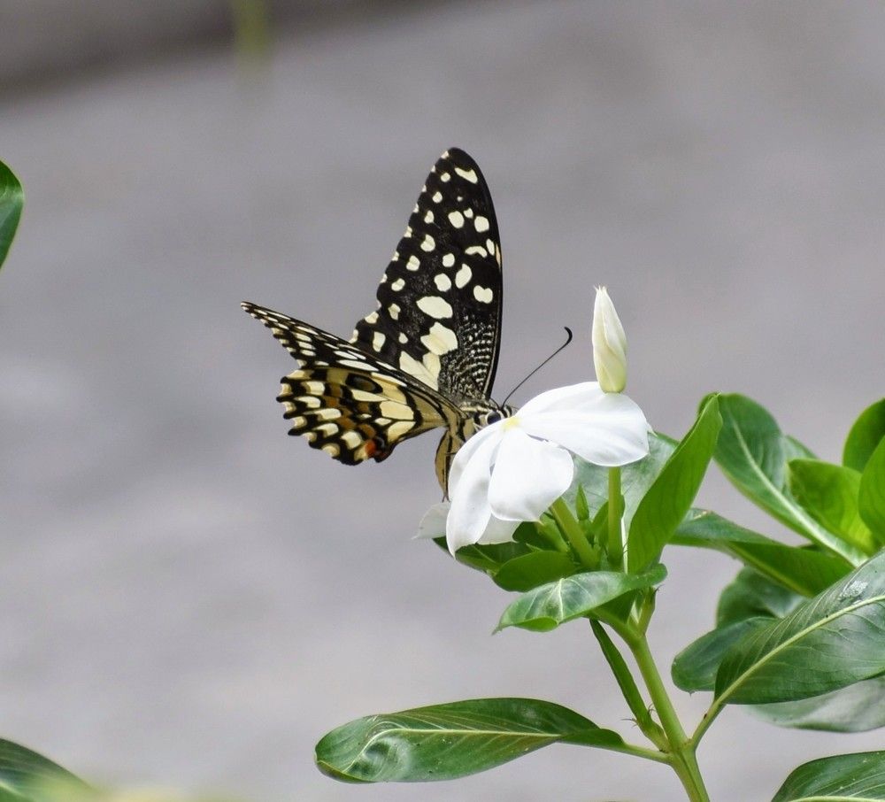 Фотография автора Tonmoy Maity