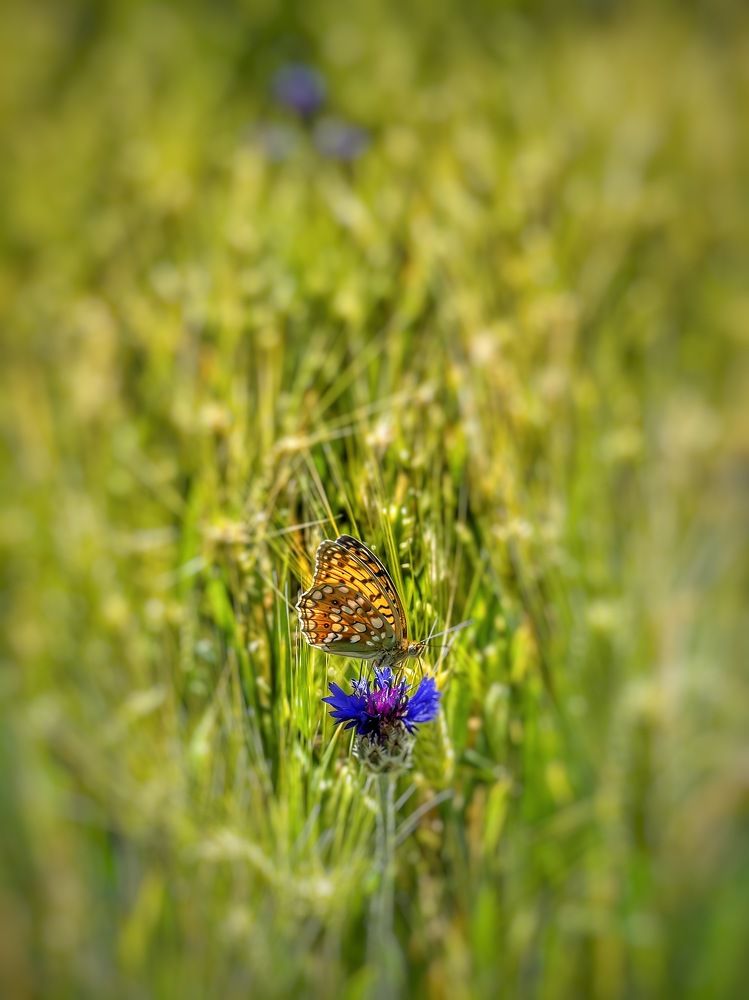 Photograph by MMD HORANFAR