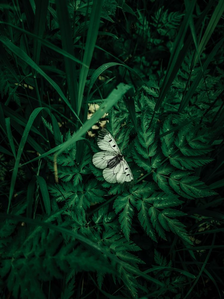 Photograph by Ирина Герлин