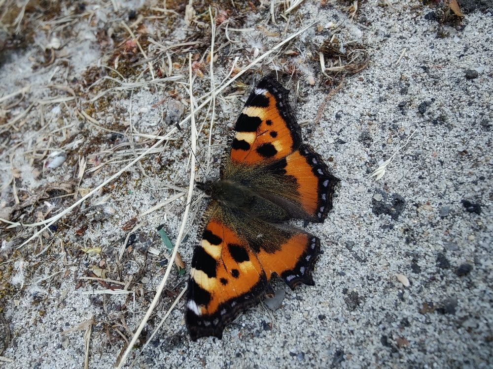 Photograph by Татьяна Гулакова