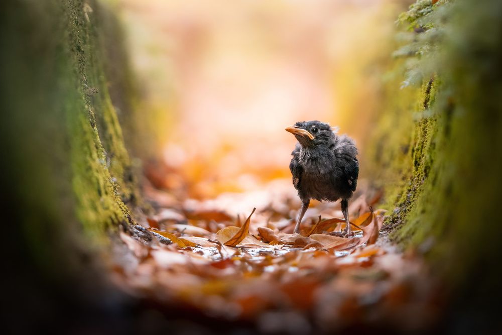 Photograph by Zhi Heng Lee