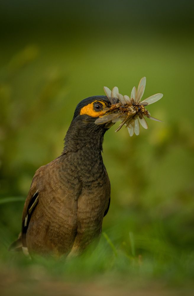 Greedy Myna