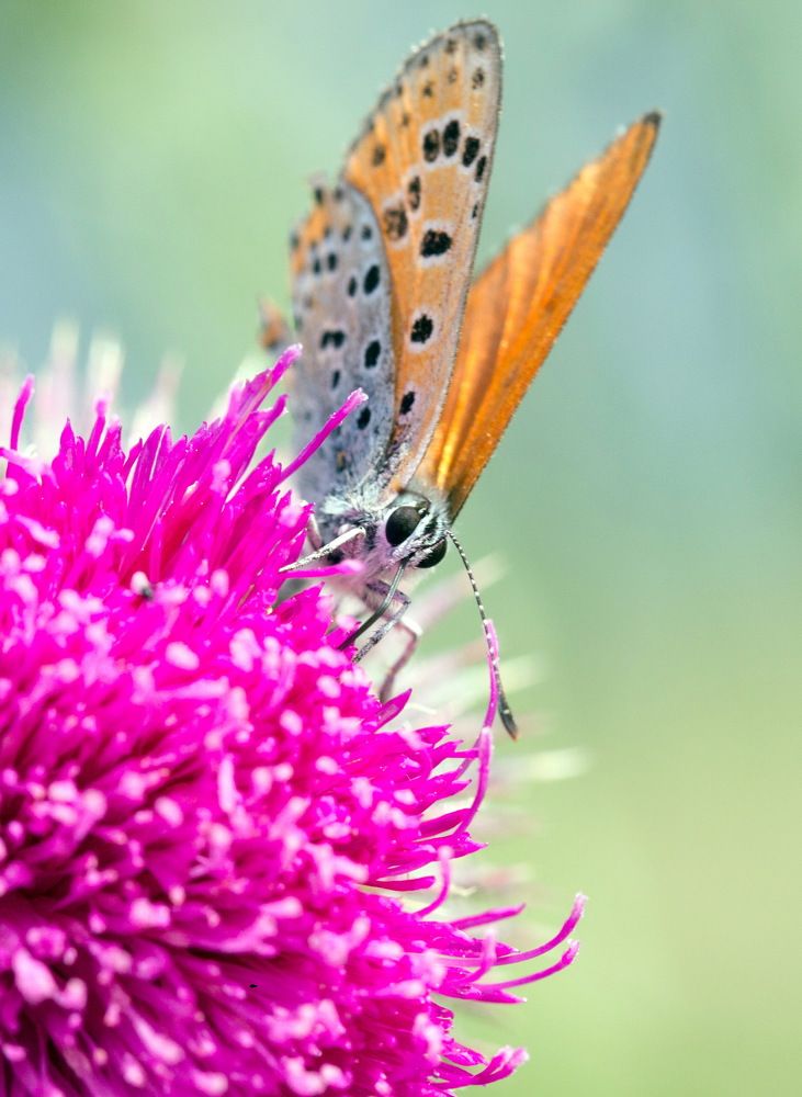 Photograph by Марина Ватанская