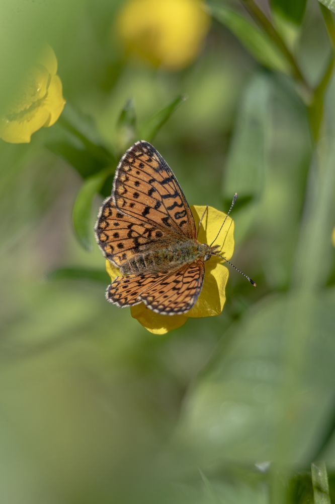 Photograph by Алексей Корсаков