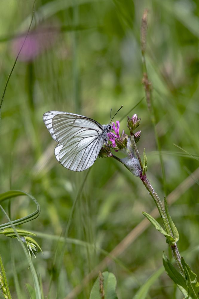 Photograph by Алексей Корсаков