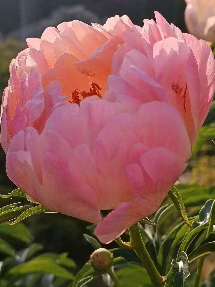 Photograph by Елена