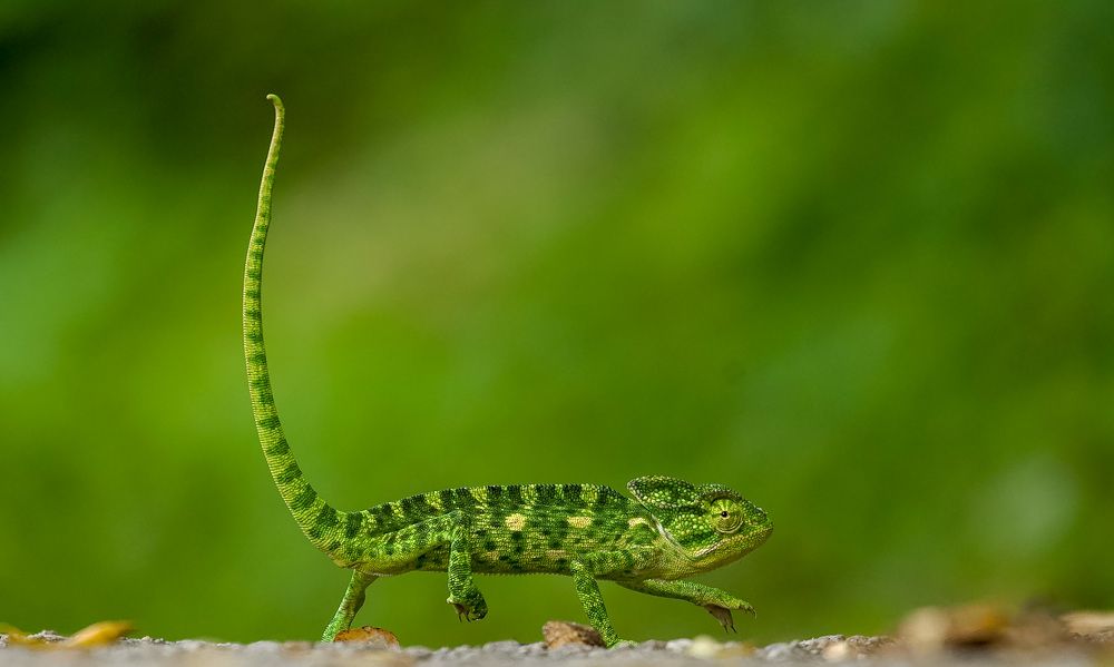 Photograph by Manthan Venkatesh prasad