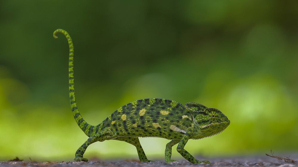 Indian chameleon
