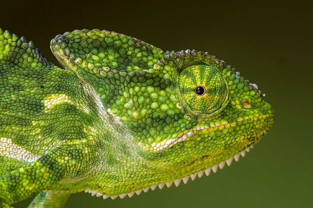 Photograph by Manthan Venkatesh prasad