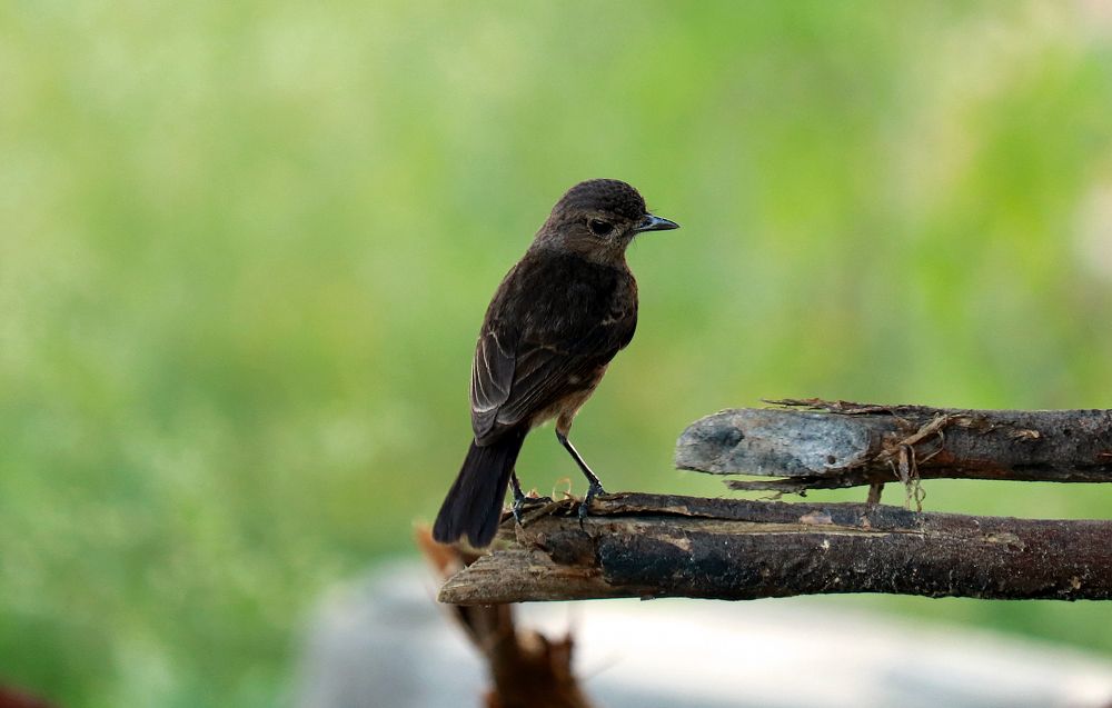 Photograph by Gowtham R