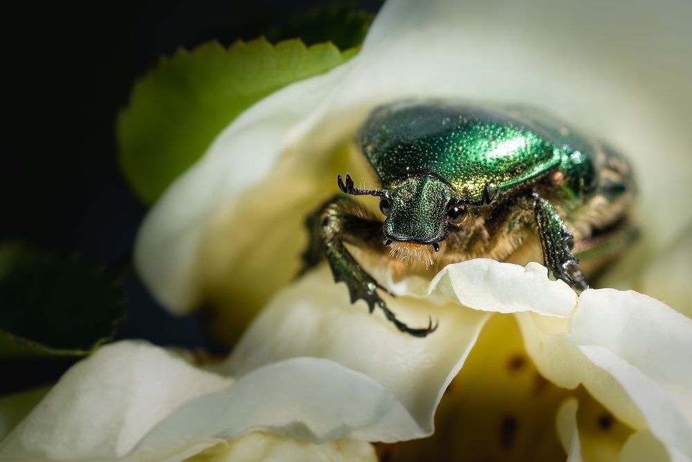 Photograph by Victor Stepanov