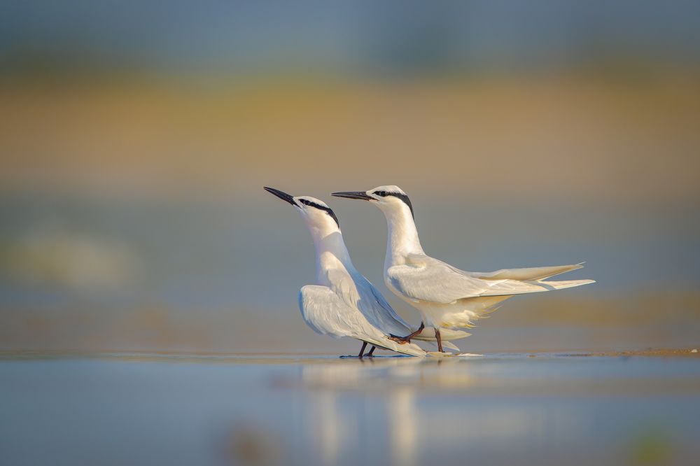 Photograph by Rin Võ