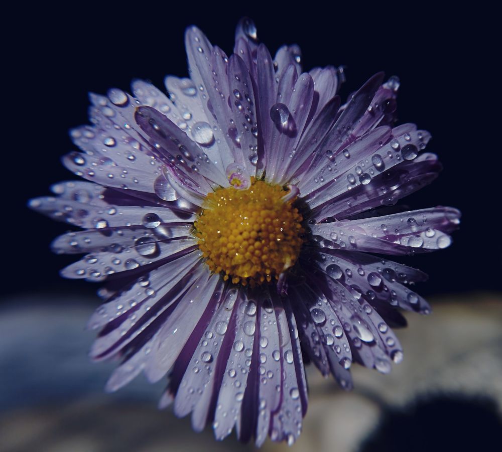 Photograph by Irina Dali