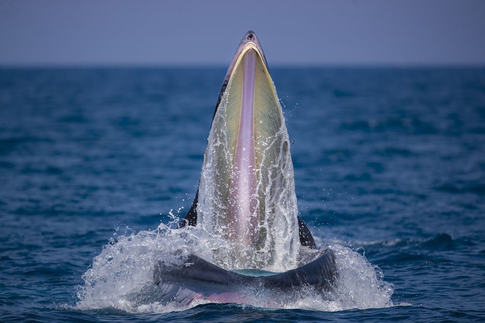 Photograph by Rin Võ