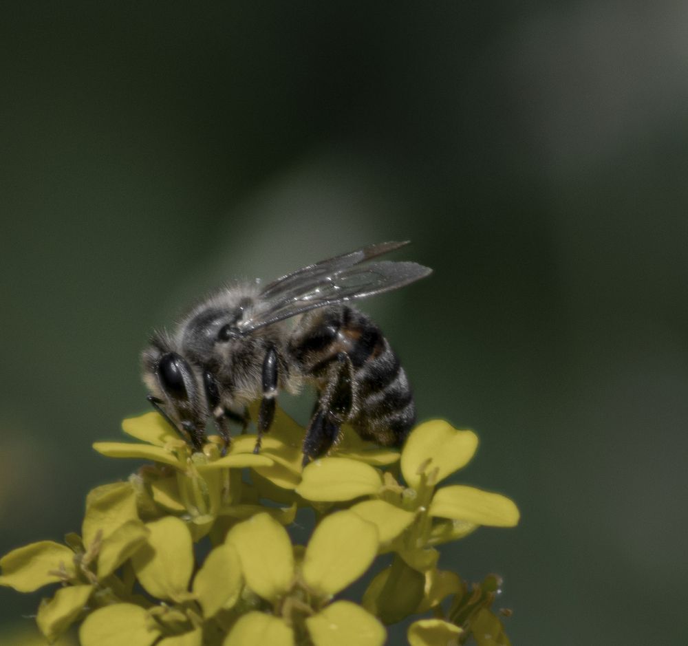 Photograph by Светлана Тарханова