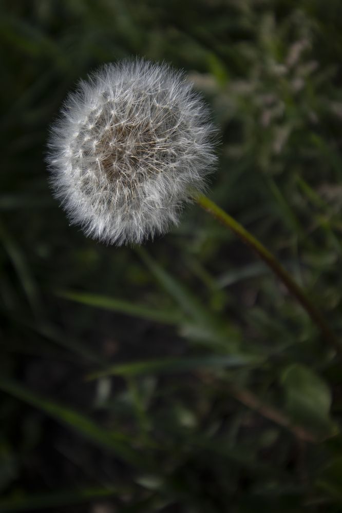 Photograph by Светлана Тарханова