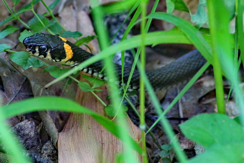 Photograph by Николай Николаевич Леухин