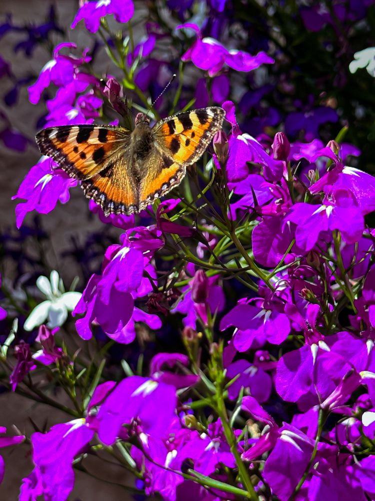 Photograph by Алина Еникеева