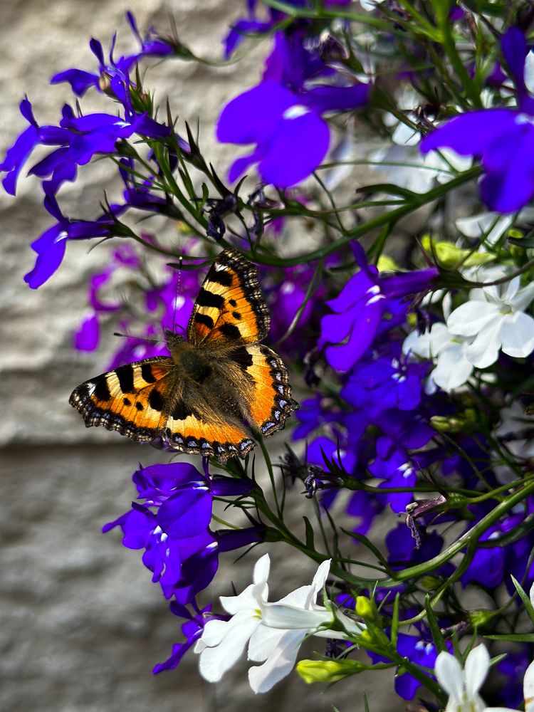 Photograph by Алина Еникеева