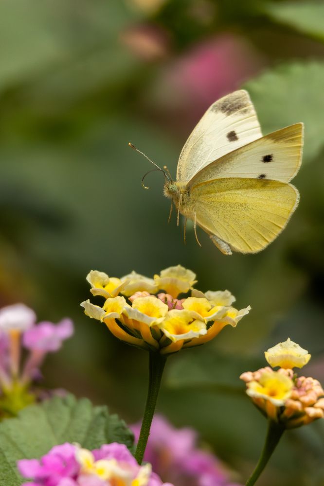 Photograph by Panagiotis Ioannou