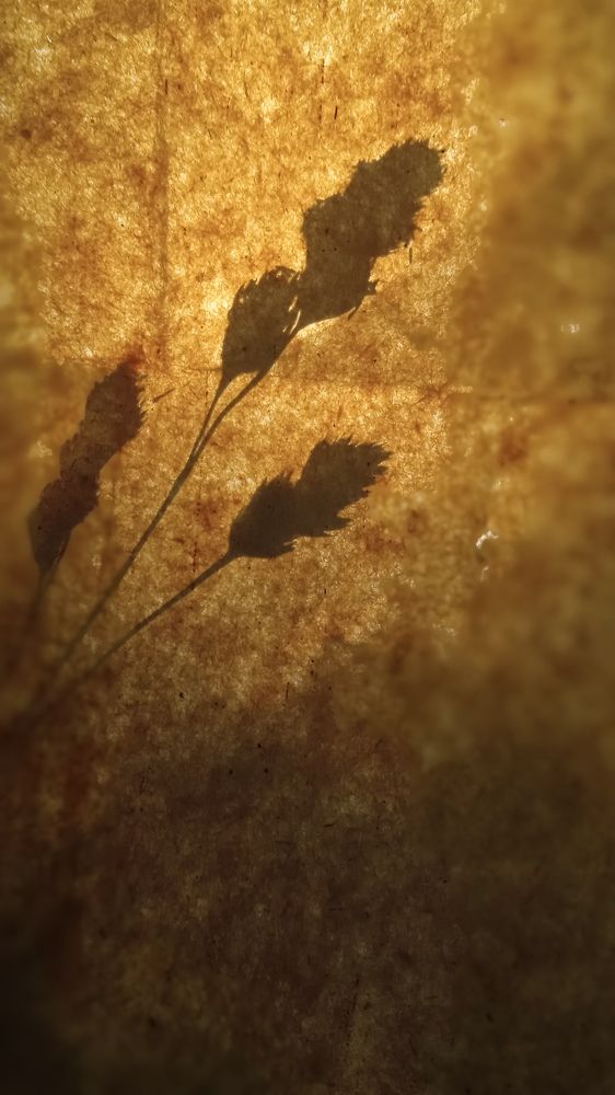 Photograph by Ольга Рыкова