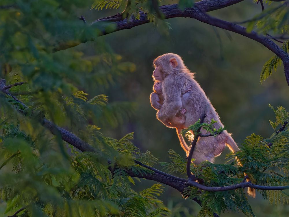 Rhesus macaque mother and child