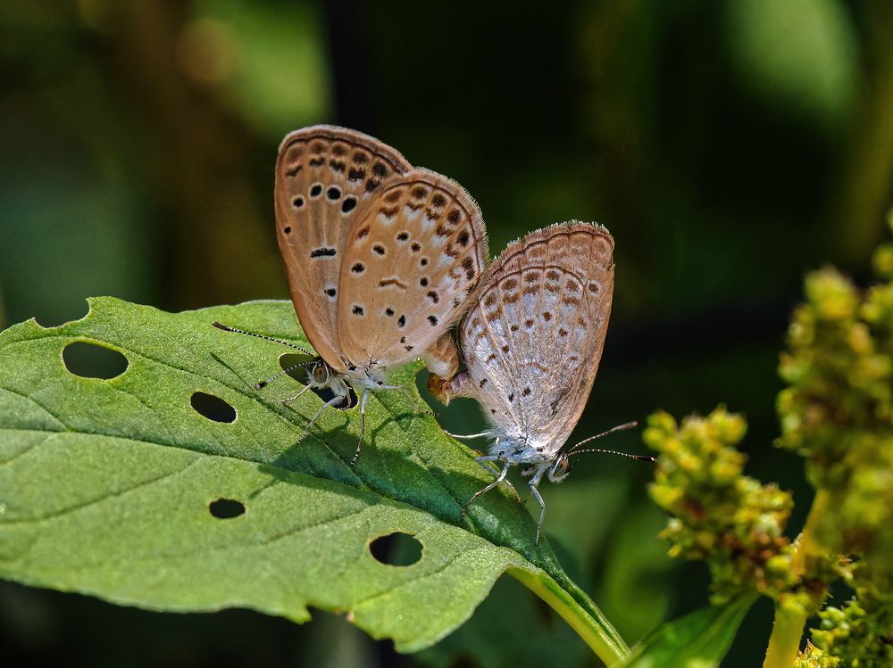 Photograph by RAJESH MAHAJAN