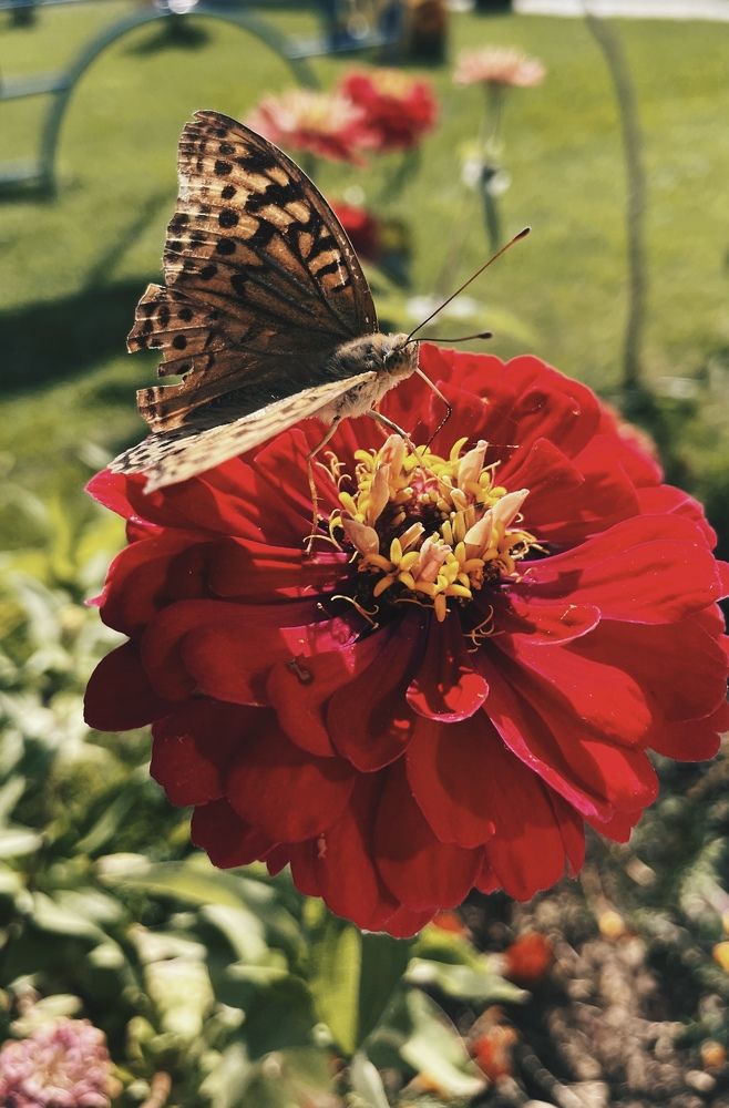 Фотография автора Анна Роганова