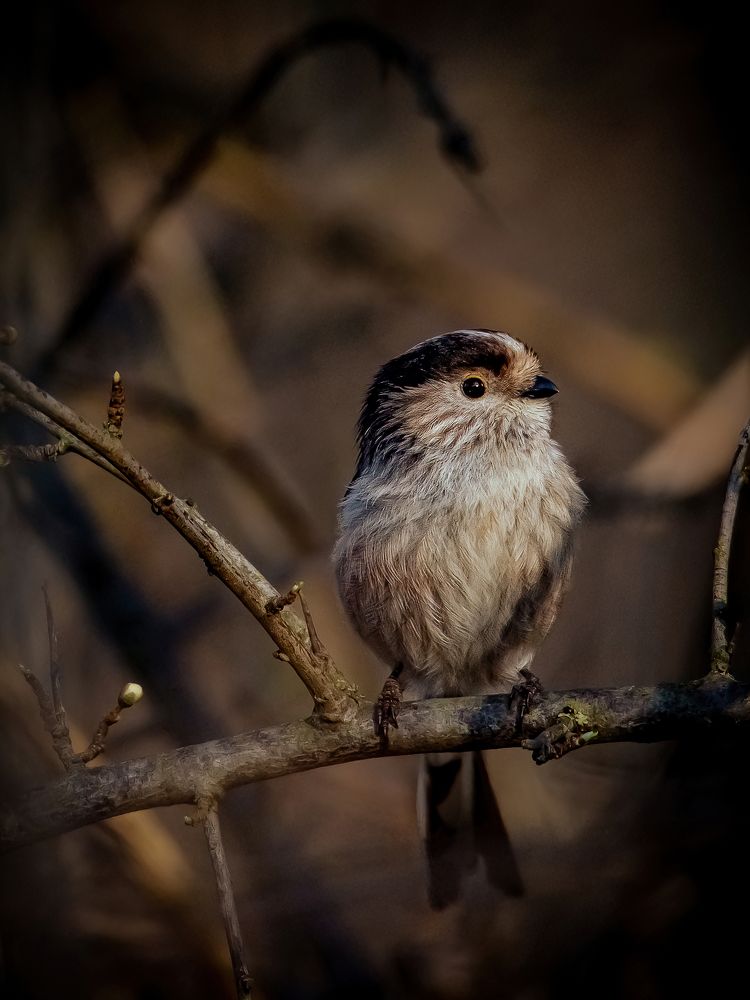 Photograph by Andrea Barlotti