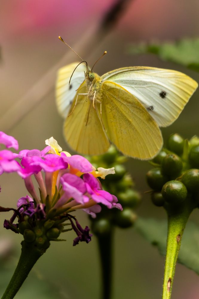 Photograph by Panagiotis Ioannou