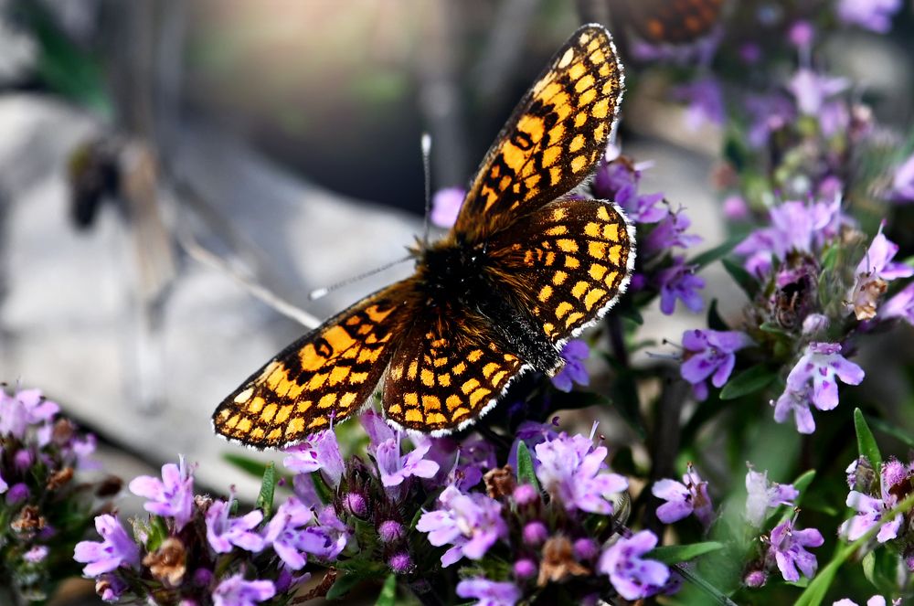 Photograph by Виктория Коршун