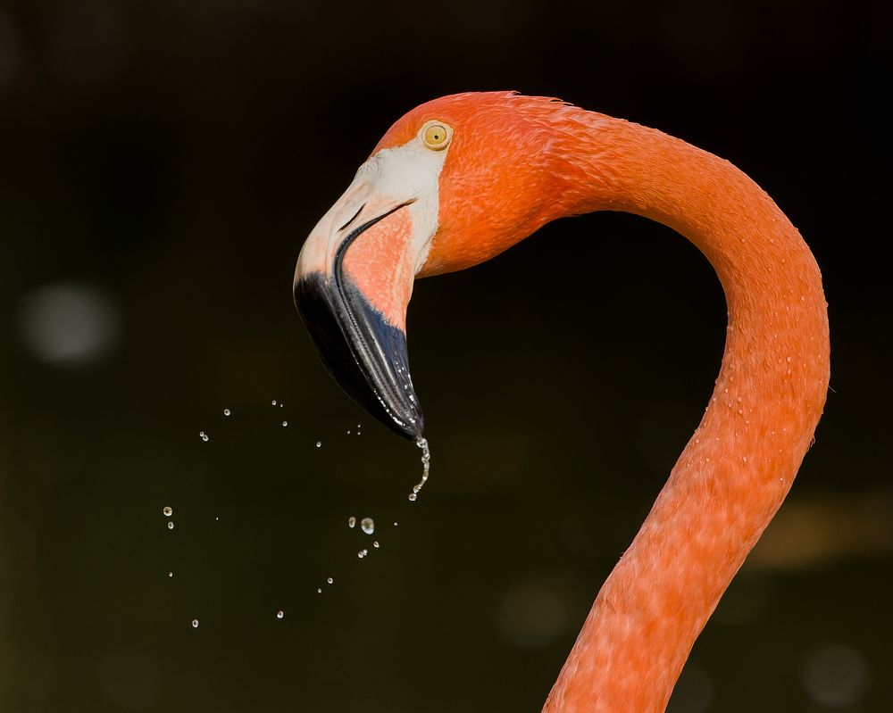 Flamingo Love
