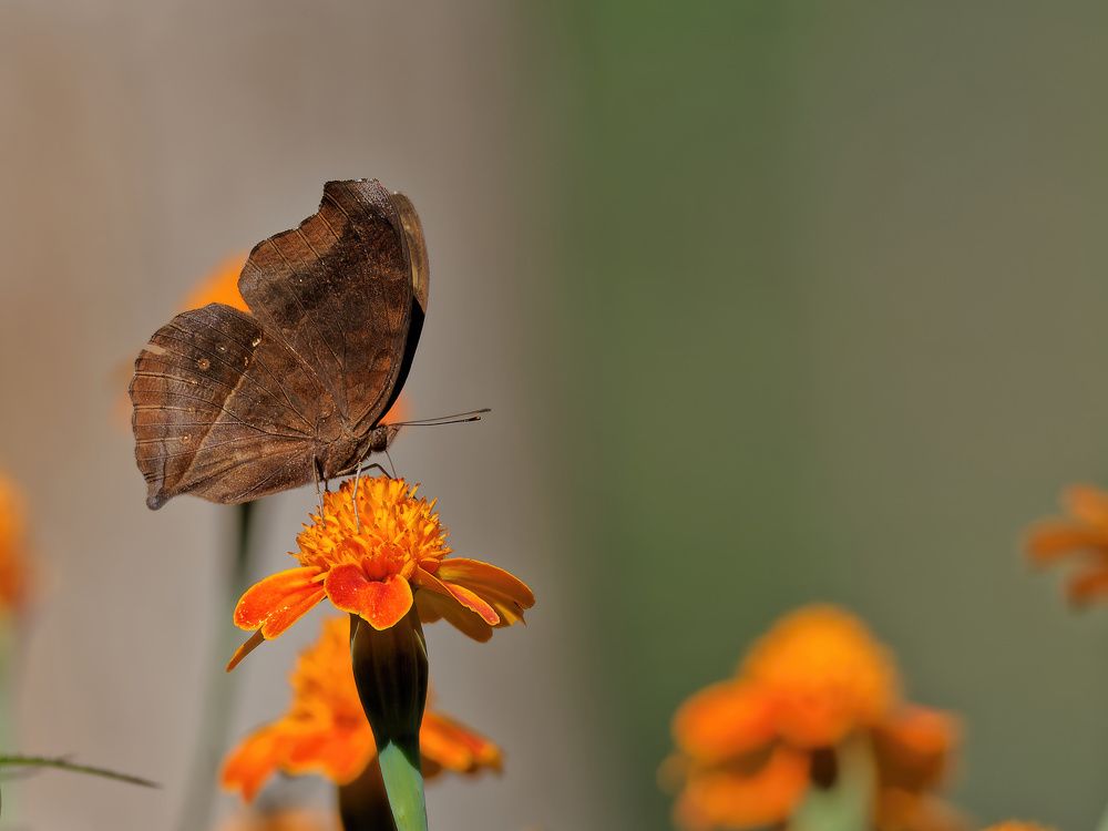 Photograph by RAJESH MAHAJAN