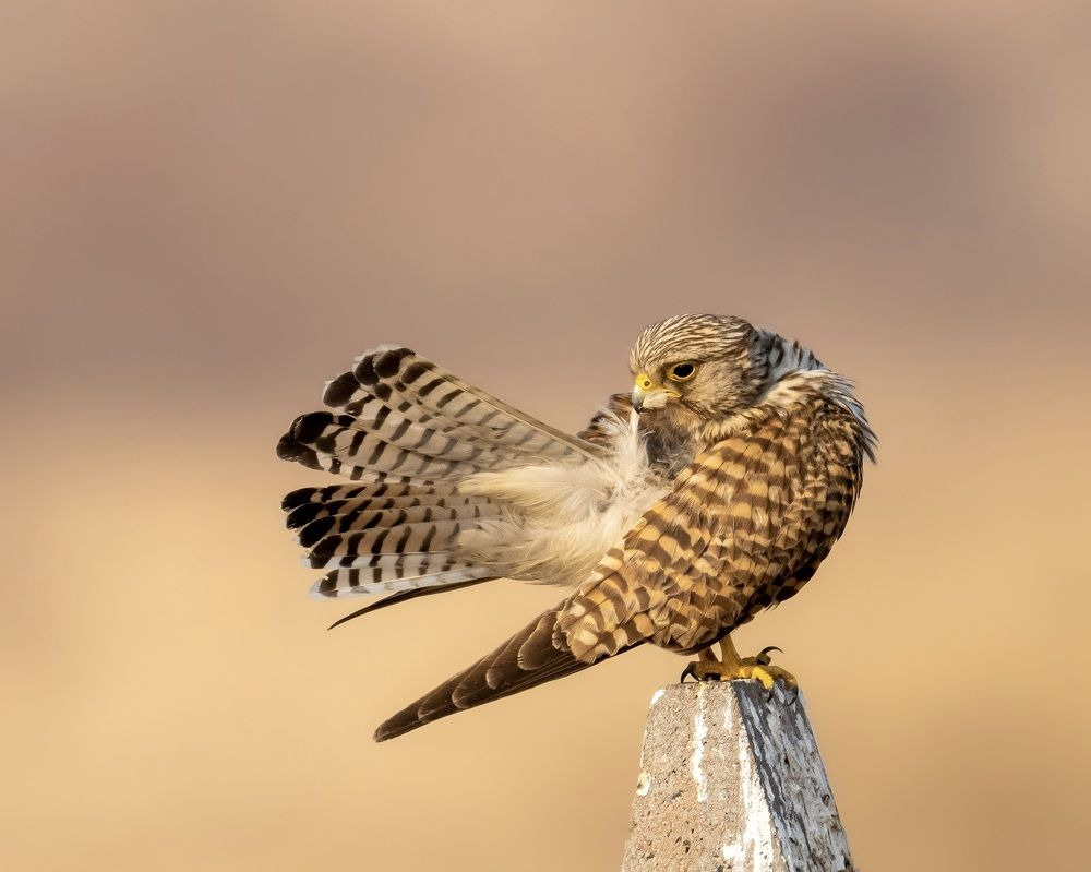 Photograph by SOORAJ NALLOORE