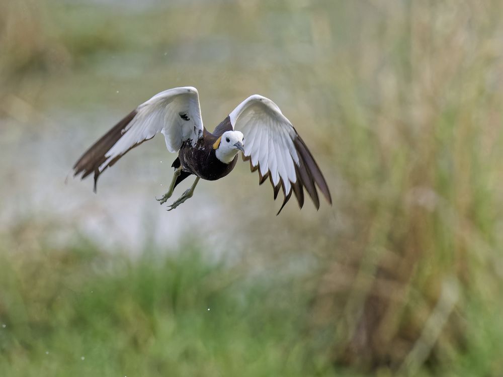 Photograph by RAJESH MAHAJAN