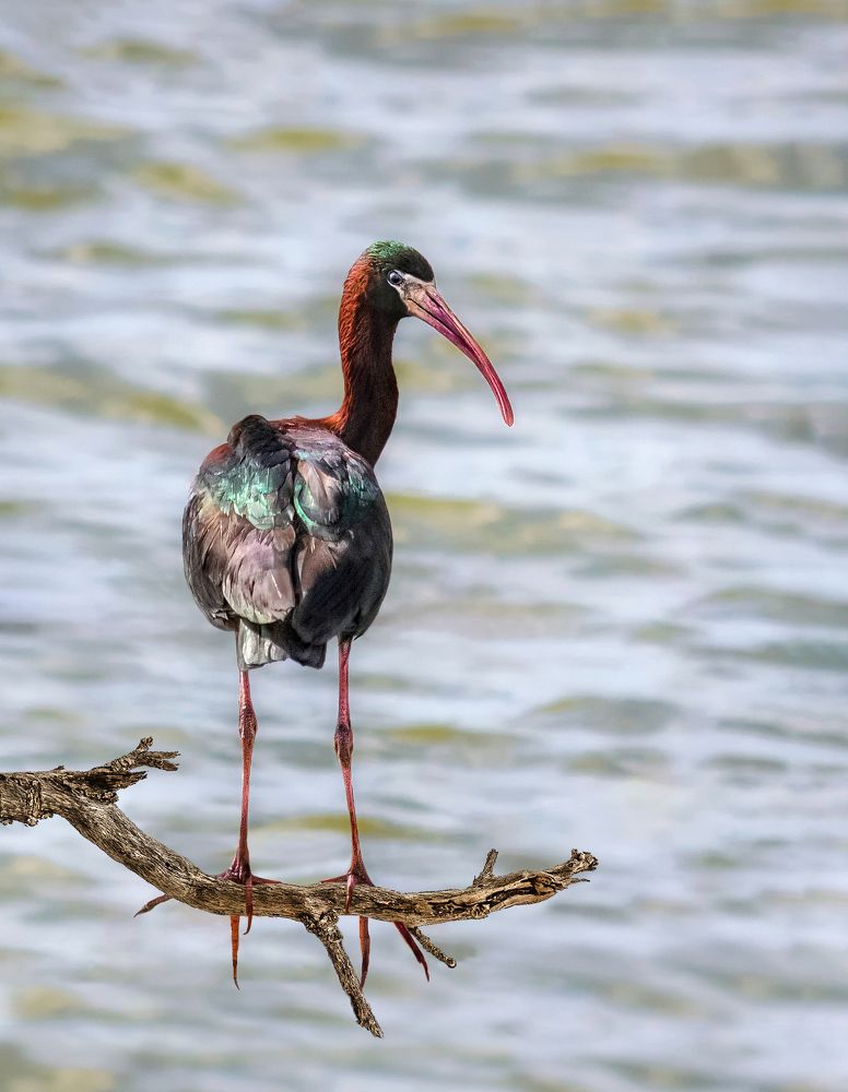 Photograph by Марина Ческис