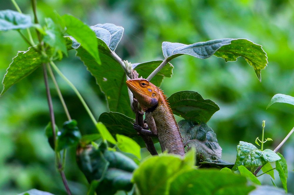 Photograph by MD RASED ROKON