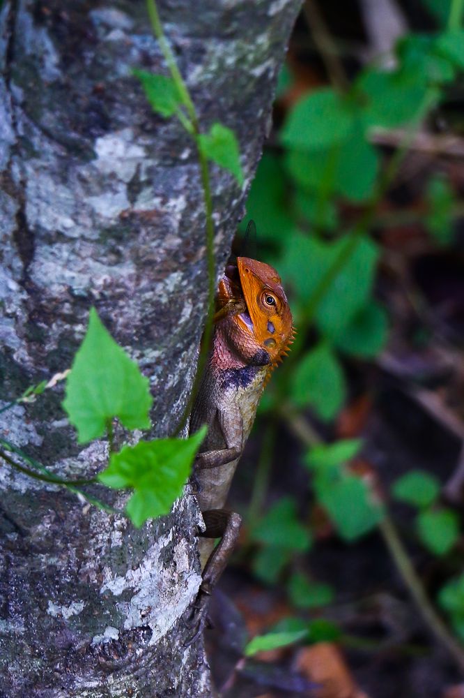 Photograph by MD RASED ROKON