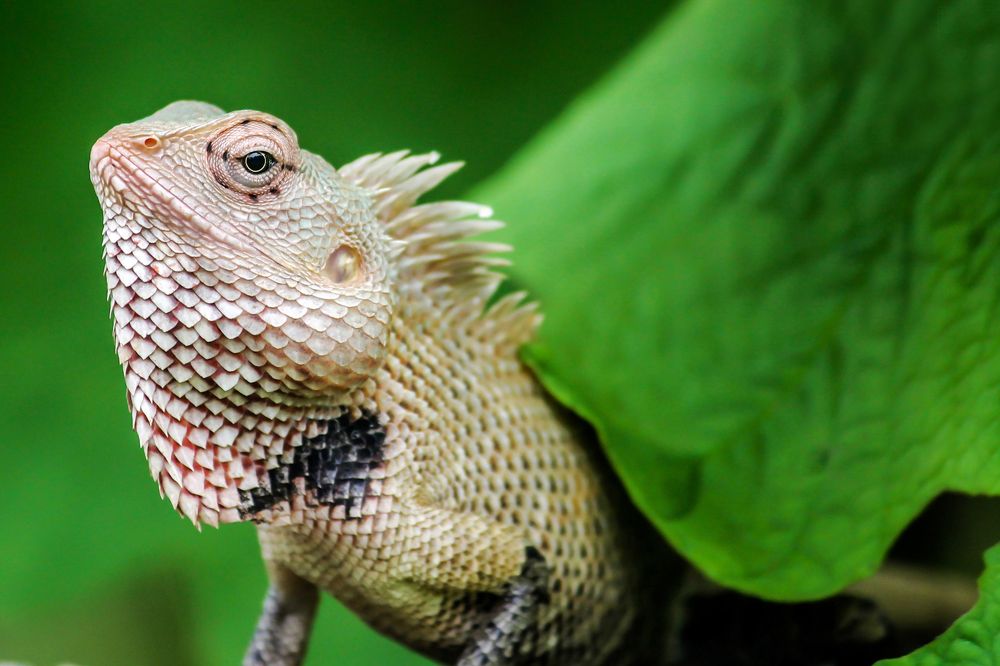 Photograph by Hawin Printo C