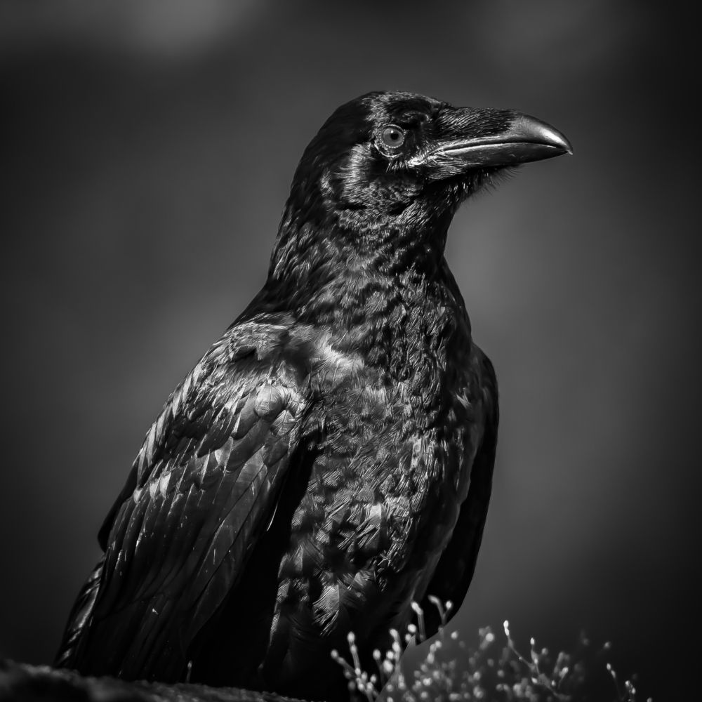 Photograph by Andrea Barlotti