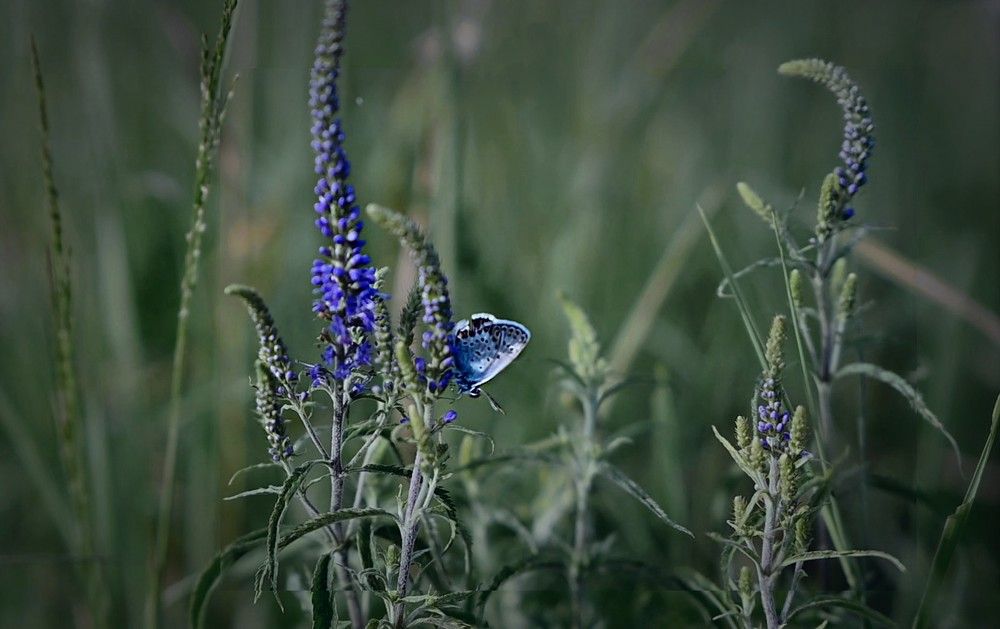 Фотография автора Ольга Гатауллина