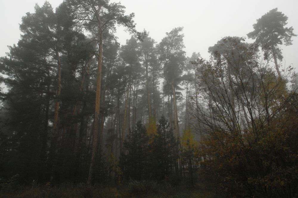 Photograph by Игорь Шевердин