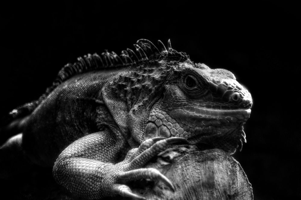 Photograph by Pawel Krzeszkiewicz